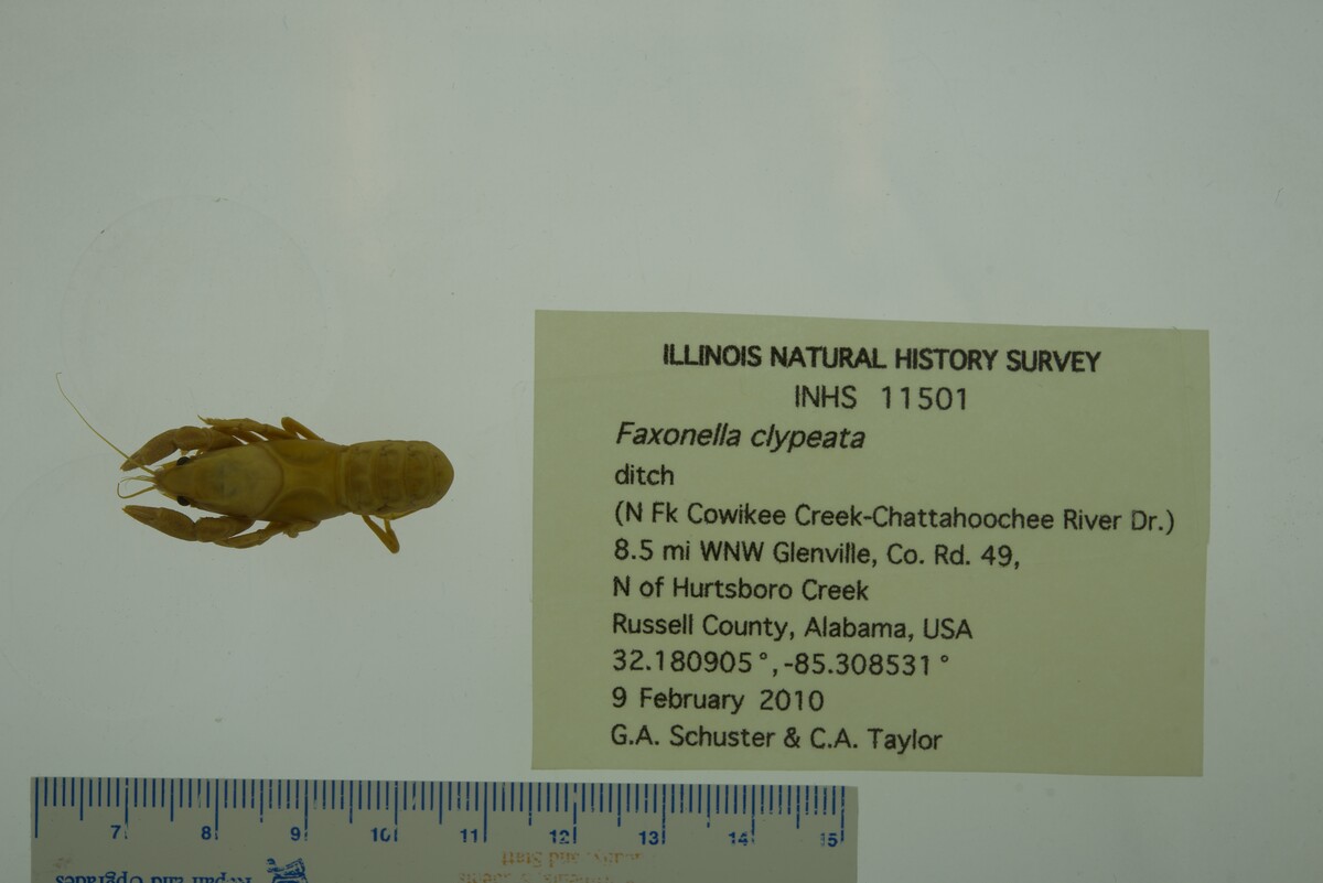 Faxonella clypeata image